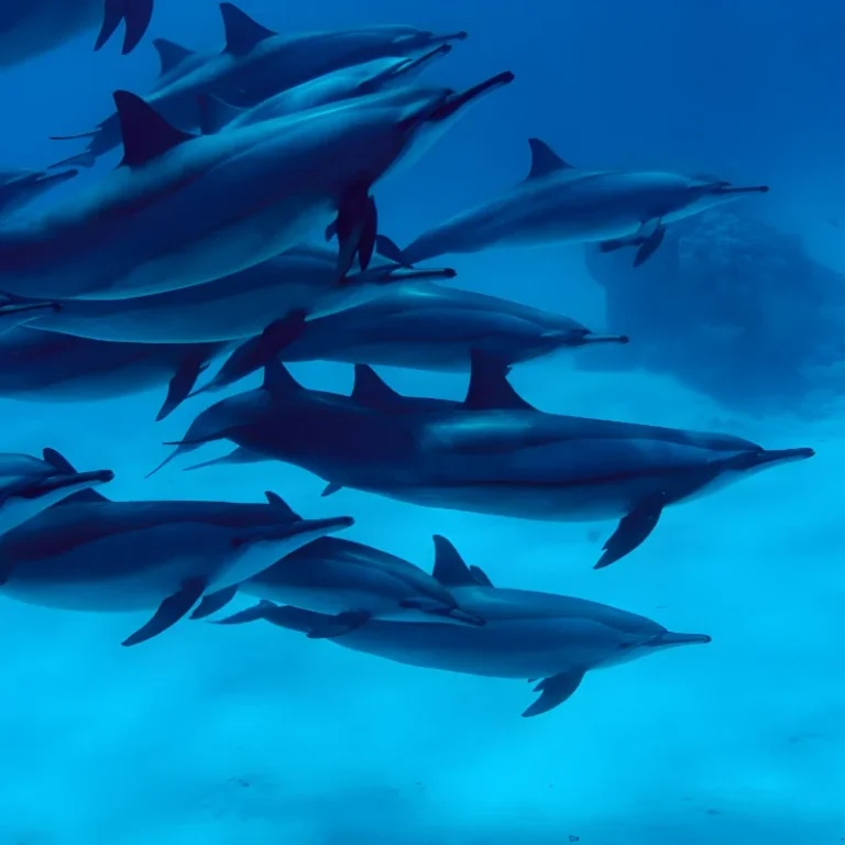 Dolphins